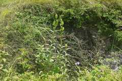 Lilium polyphyllum